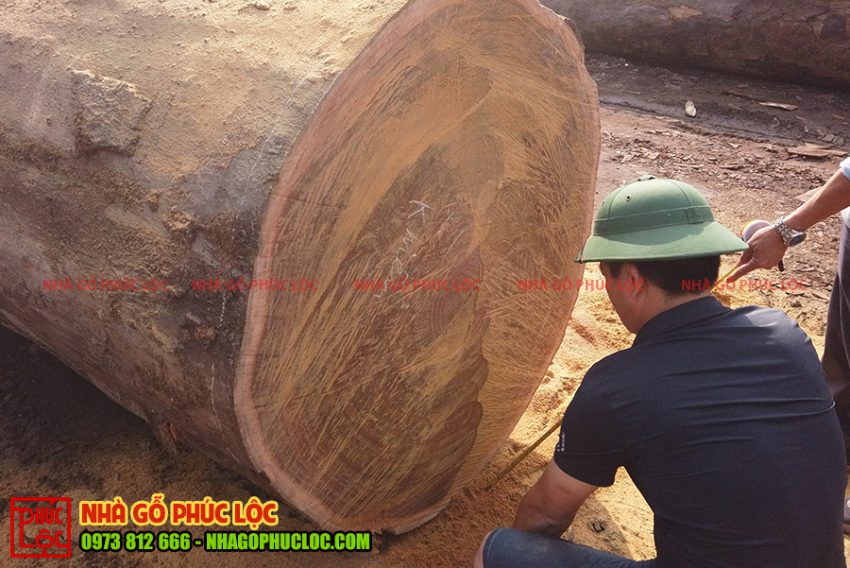 Cây gỗ gõ đỏ Nam Phi có thân gỗ lớn